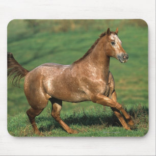 Appaloosa Horse Running in Grassy Field Mouse Pad
