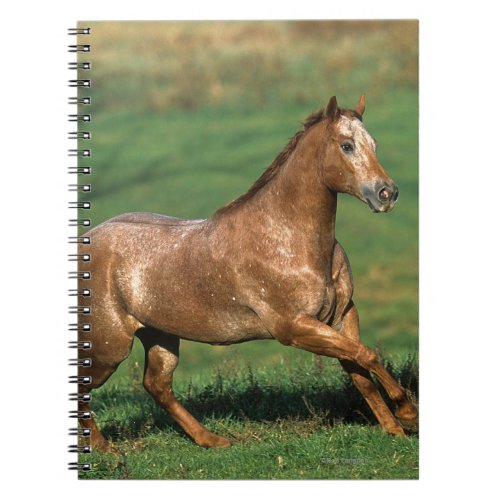 Appaloosa Horse Running in Grassy Field Notebook