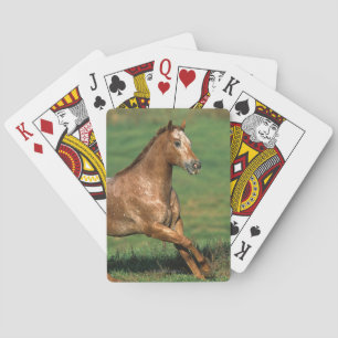Appaloosa Horse Running in Grassy Field Poker Cards
