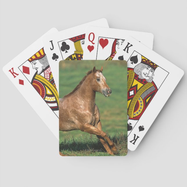 Appaloosa Horse Running in Grassy Field Poker Cards (Back)