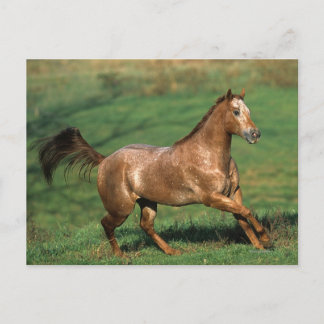 Appaloosa Horse Running in Grassy Field Postcard