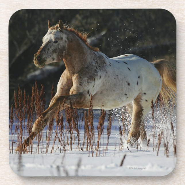 Appaloosa Horse Running in the Snow Beverage Coaster (Front)