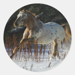 Appaloosa Horse Running in the Snow Classic Round Sticker