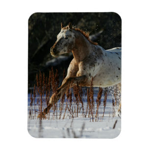 Appaloosa Horse Running in the Snow Magnet