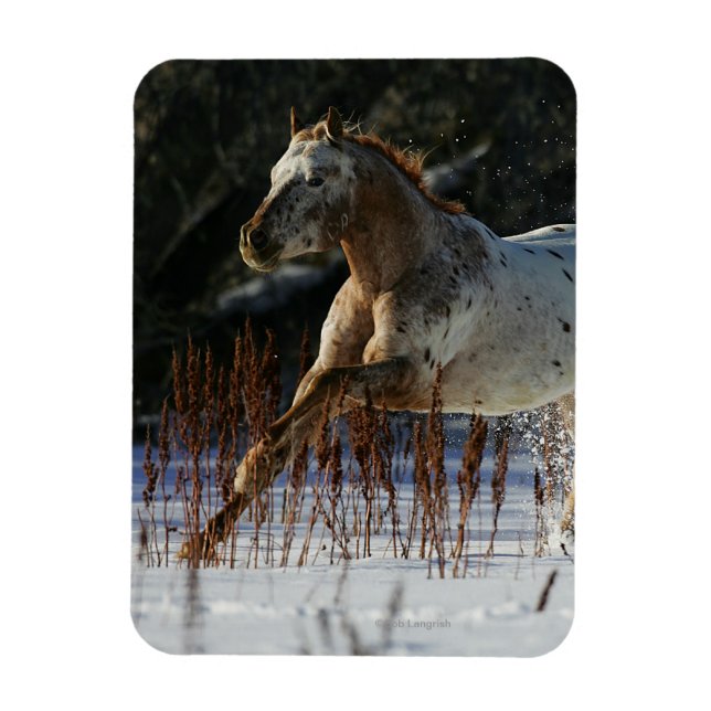 Appaloosa Horse Running in the Snow Magnet (Vertical)