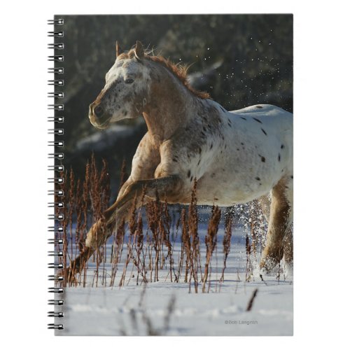 Appaloosa Horse Running in the Snow Notebook