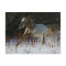 Appaloosa Horse Running in the Snow
