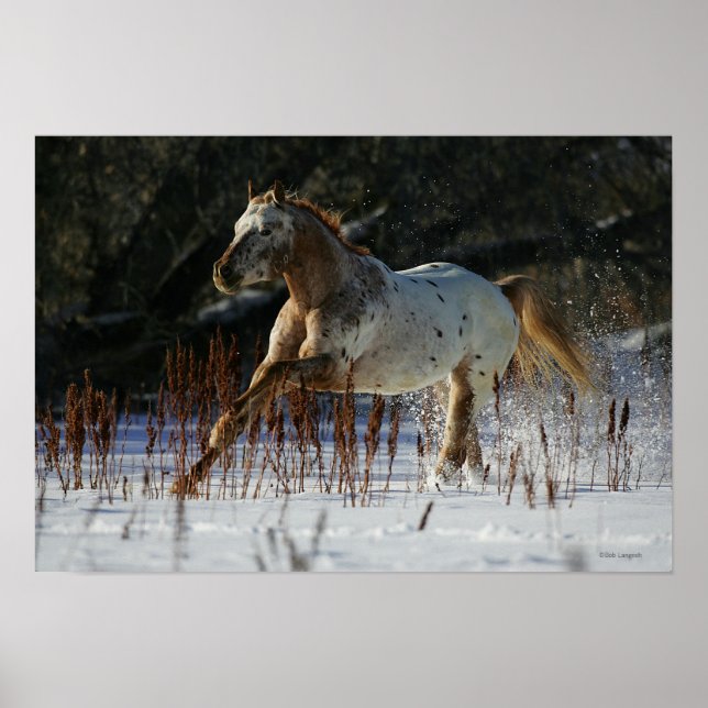 Appaloosa Horse Running in the Snow Poster (Front)
