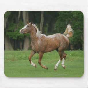 Appaloosa Horse Running Mouse Pad