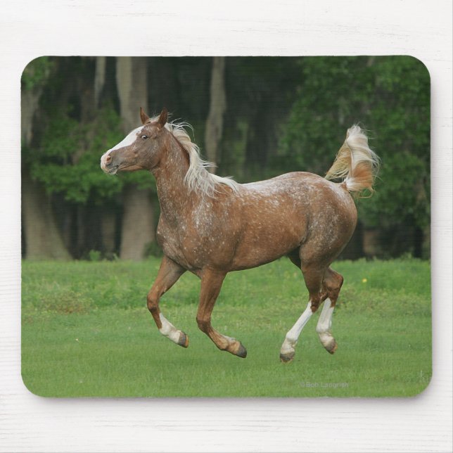 Appaloosa Horse Running Mouse Pad (Front)