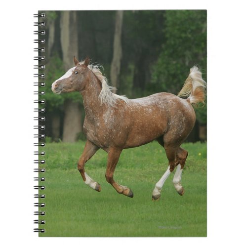 Appaloosa Horse Running Notebook