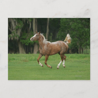 Appaloosa Horse Running Postcard