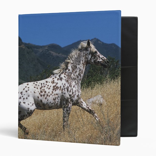 Appaloosa Horse Running up Mountain 3 Ring Binder (Front/Inside)