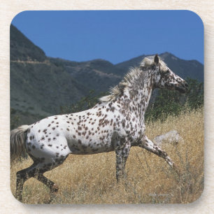 Appaloosa Horse Running up Mountain Beverage Coaster