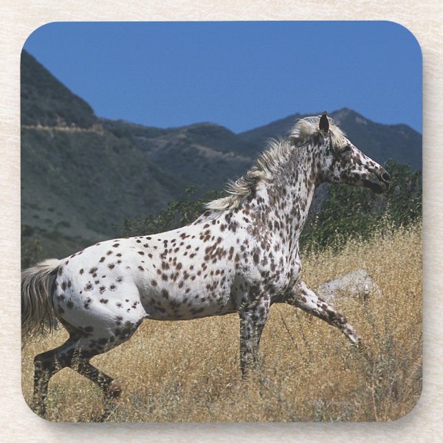 Appaloosa Horse Running up Mountain Beverage Coaster (Front)