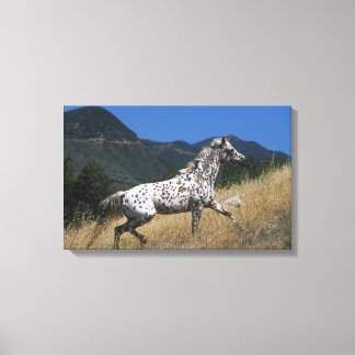 Appaloosa Horse Running up Mountain Canvas Print