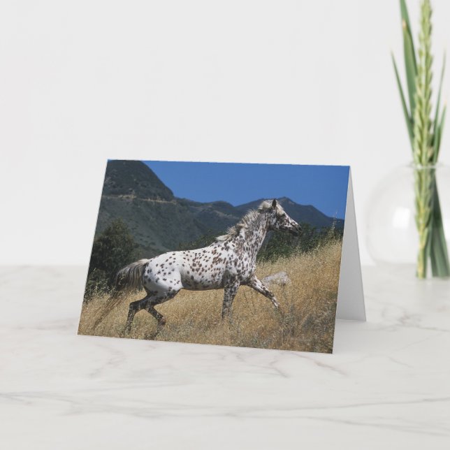 Appaloosa Horse Running up Mountain Card (Front)