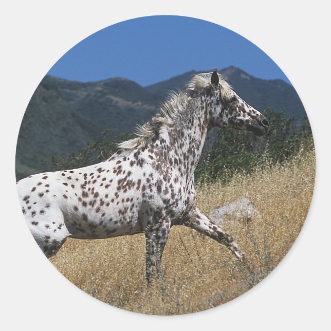 Appaloosa Horse Running up Mountain Classic Round Sticker (Front)