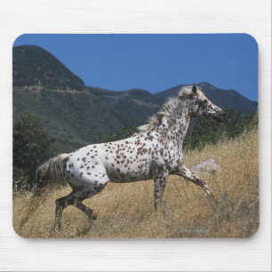 Appaloosa Horse Running up Mountain Mouse Pad