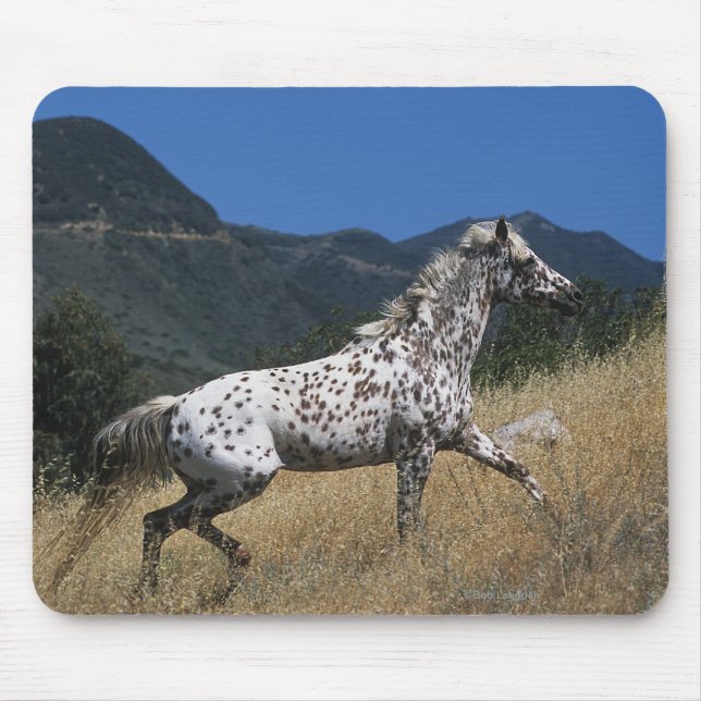 Appaloosa Horse Running up Mountain Mouse Pad (Front)