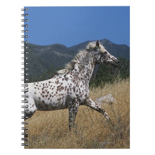 Appaloosa Horse Running up Mountain Notebook