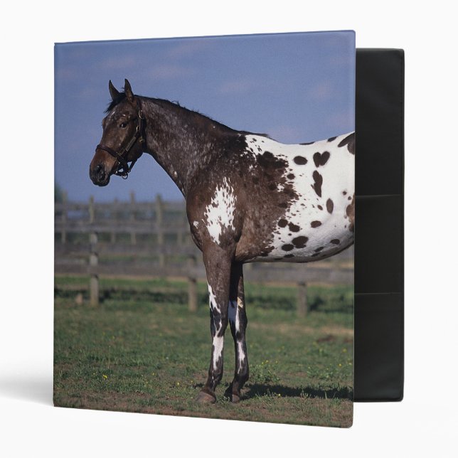 Appaloosa Horse Standing Binder (Front/Inside)