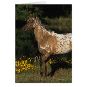 Appaloosa Horse Standing by Lake (Front)