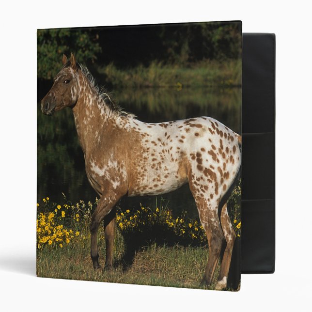 Appaloosa Horse Standing by Lake 3 Ring Binder (Front/Inside)