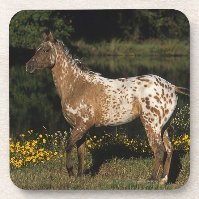Appaloosa Horse Standing by Lake Beverage Coaster (Front)