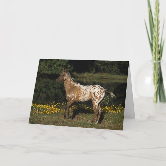 Appaloosa Horse Standing by Lake Card (Front)