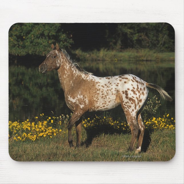 Appaloosa Horse Standing by Lake Mouse Pad (Front)