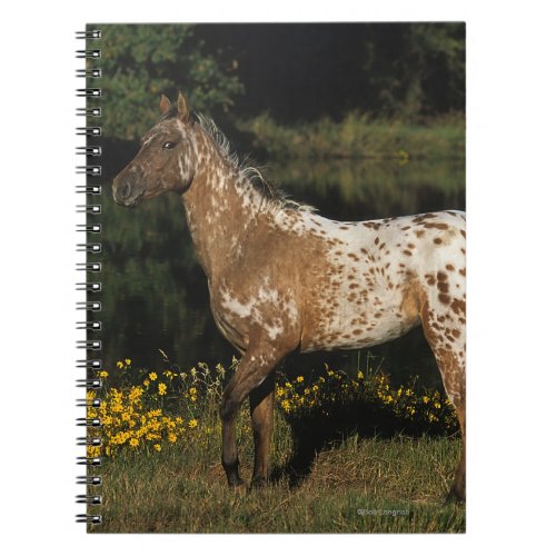 Appaloosa Horse Standing by Lake Notebook