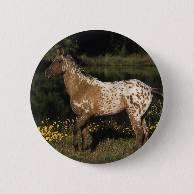 Appaloosa Horse Standing by Lake Pinback Button (Front)