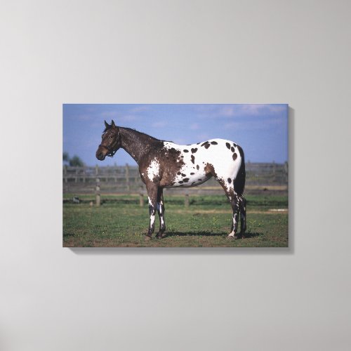 Appaloosa Horse Standing Canvas Print