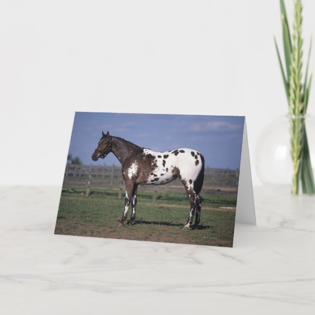 Appaloosa Horse Standing Card (Front)