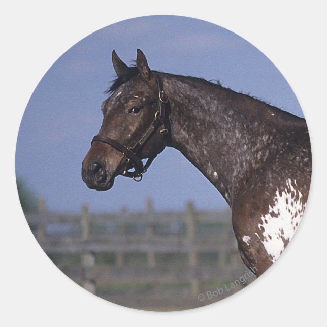 Appaloosa Horse Standing Classic Round Sticker (Front)
