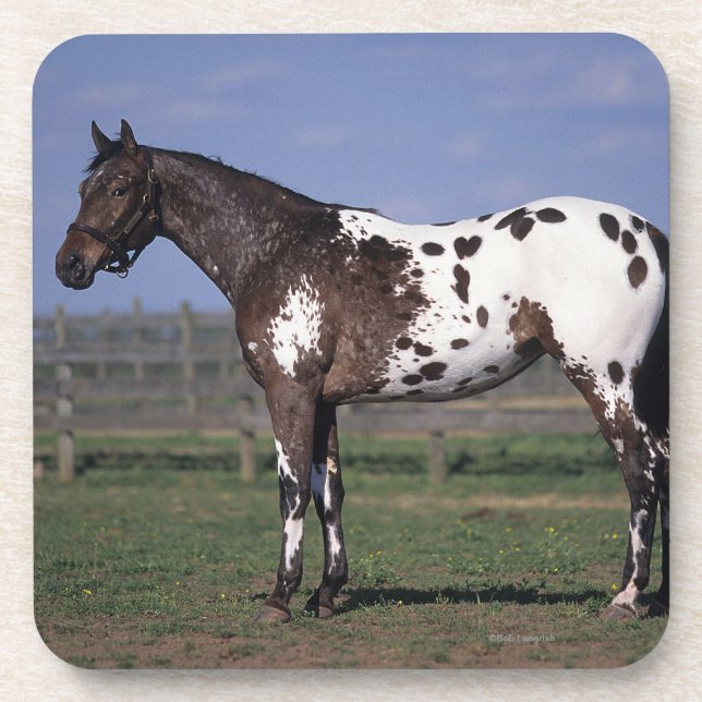 Appaloosa Horse Standing Drink Coaster (Front)