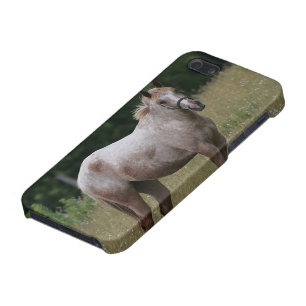 Appaloosa Horse Standing in the Grass iPhone SE/5/5s Cover