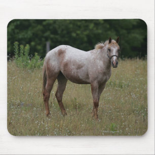 Appaloosa Horse Standing in the Grass Mouse Pad