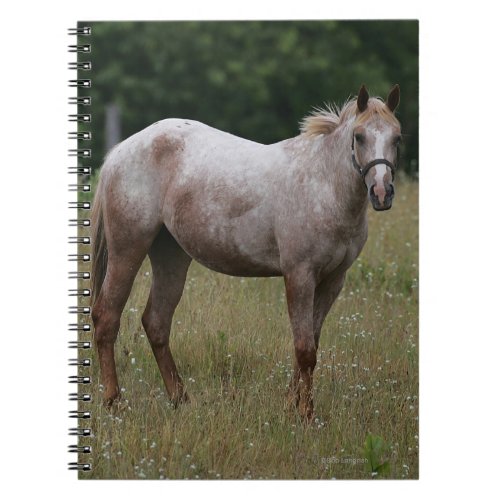 Appaloosa Horse Standing in the Grass Notebook