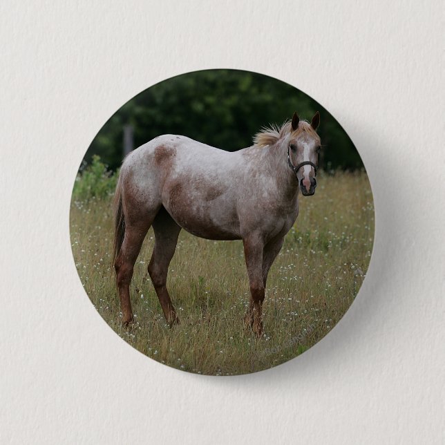 Appaloosa Horse Standing in the Grass Pinback Button (Front)