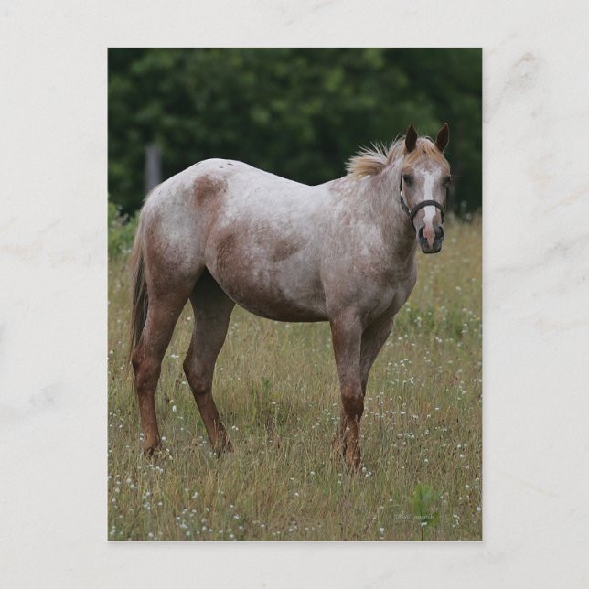 Appaloosa Horse Standing in the Grass Postcard (Front)