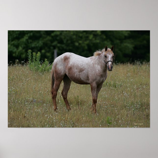 Appaloosa Horse Standing in the Grass Poster (Front)
