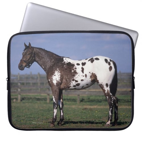 Appaloosa Horse Standing Laptop Sleeve