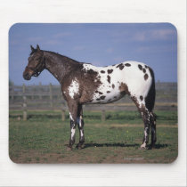 Appaloosa Horse Standing Mouse Pad
