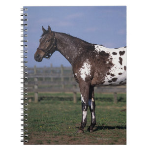 Appaloosa Horse Standing Notebook