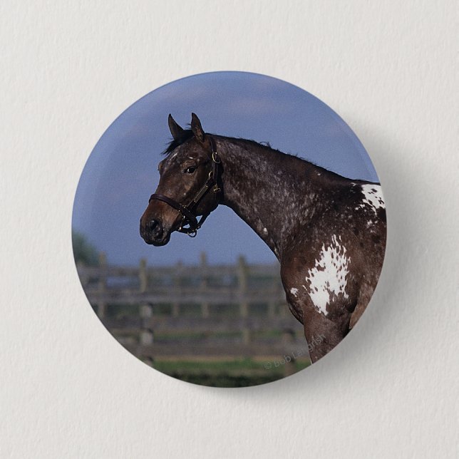 Appaloosa Horse Standing Pinback Button (Front)