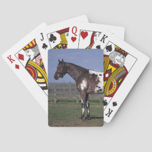 Appaloosa Horse Standing Poker Cards