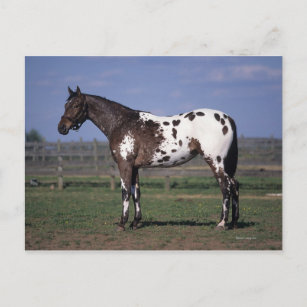 Appaloosa Horse Standing Postcard
