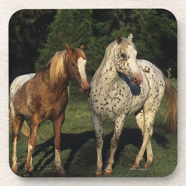 Appaloosa Horses Beverage Coaster (Front)